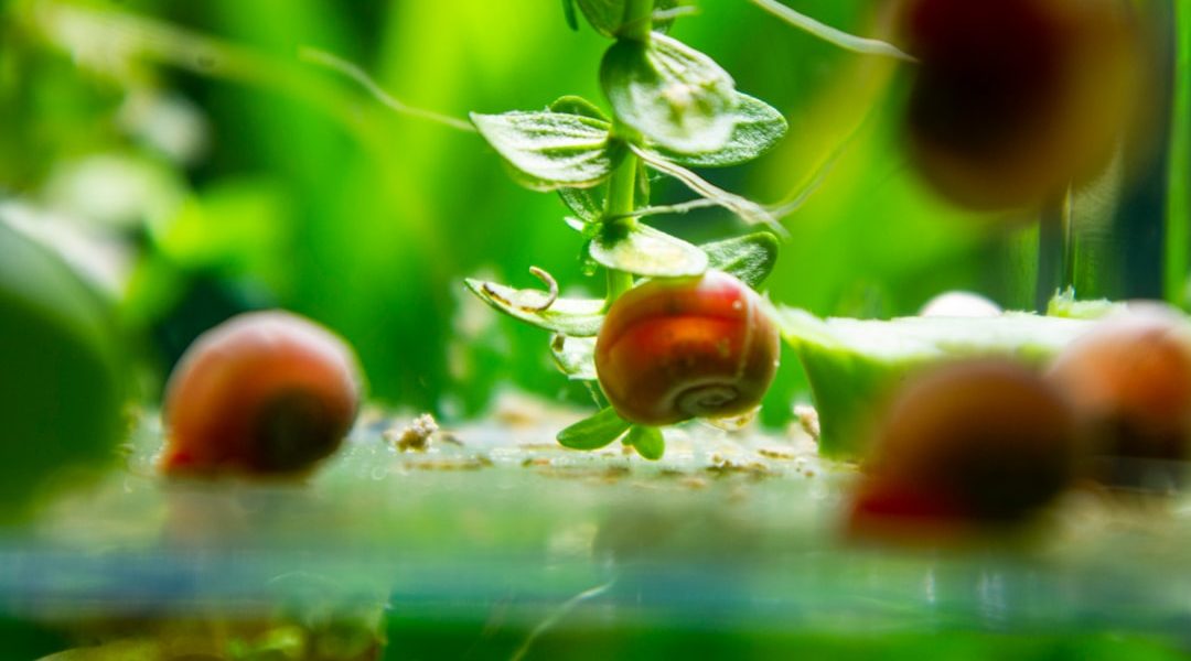 Photo neurohydroponic farming