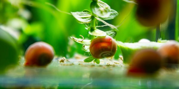 Photo neurohydroponic farming